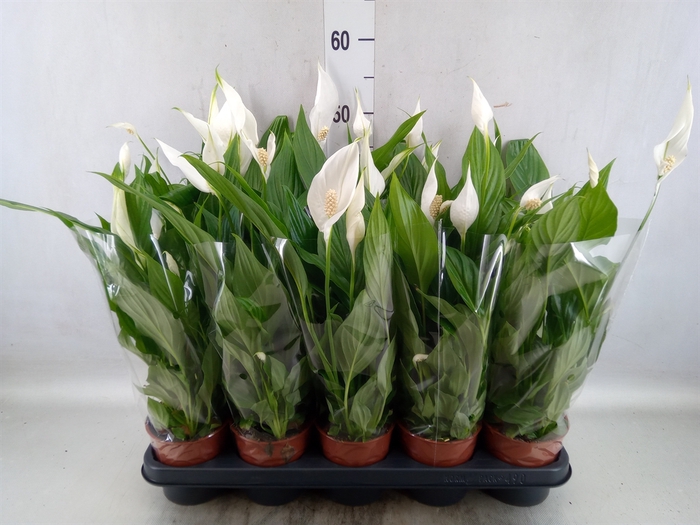 <h4>Spathiphyllum  'Pearl Cupido'</h4>