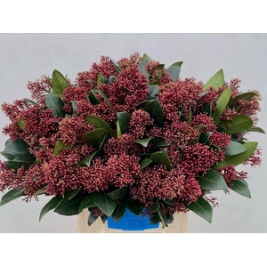 Skimmia Rubella Groot