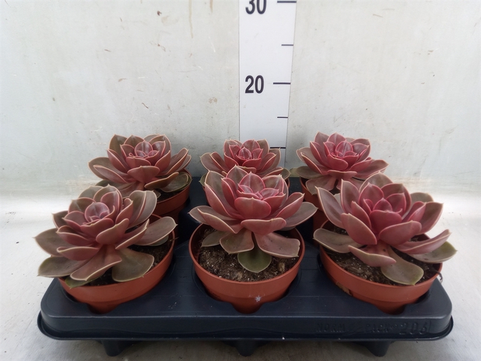 <h4>Echeveria   ...not flowering</h4>