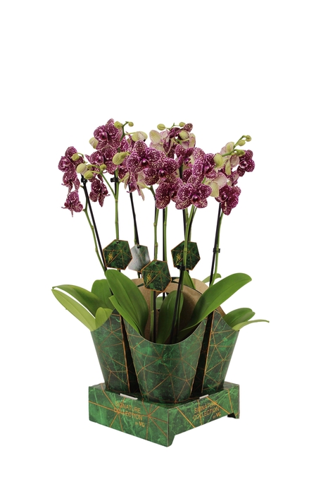 <h4>Signature Golden Nature Cover Phal Wildcat 2T16+</h4>