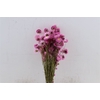 Dried Acroclinium Nat Pink Bunch