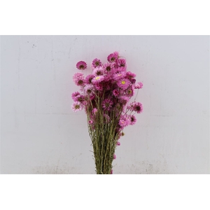 Dried Acroclinium Pink Bunch