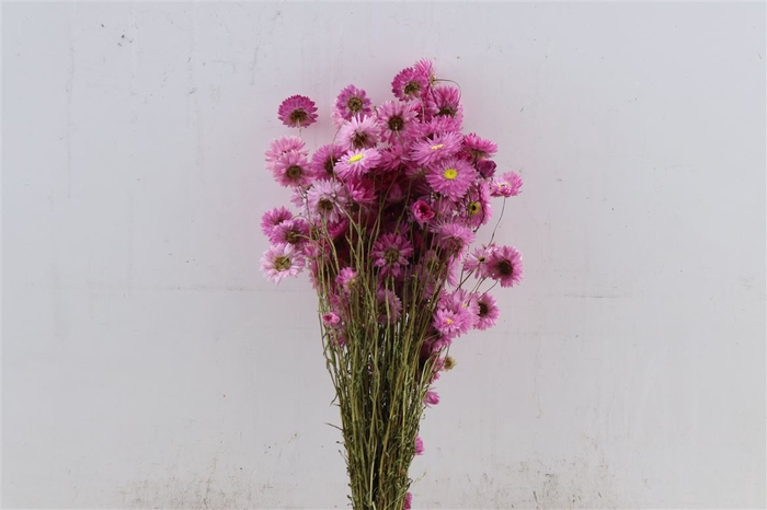 <h4>Dried Acroclinium Pink Bunch</h4>