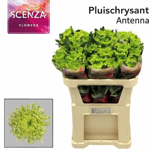 <h4>CHR G ANTENNA 90 GR.</h4>