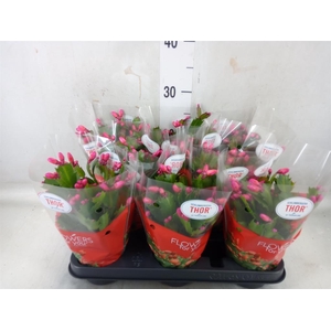 Schlumbergera   ...