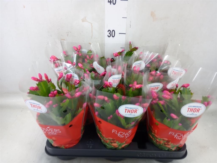 <h4>Schlumbergera   ...</h4>