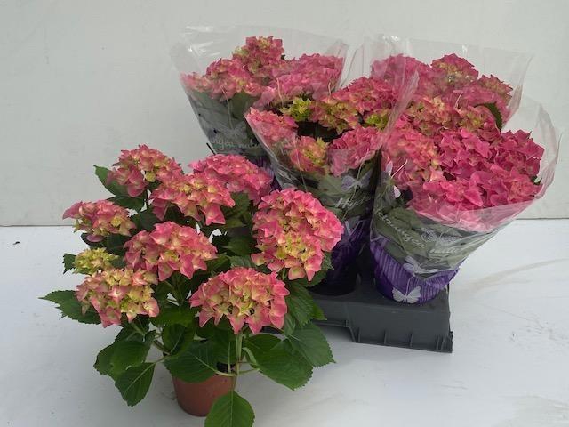 <h4>HYDR M EARLY ROSA</h4>