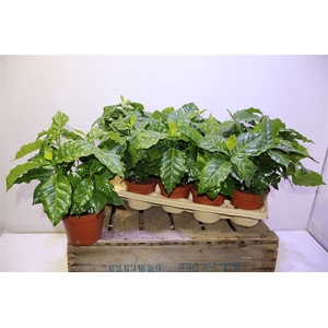 Coffea Arabica