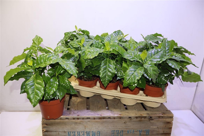 <h4>Coffea Arabica</h4>