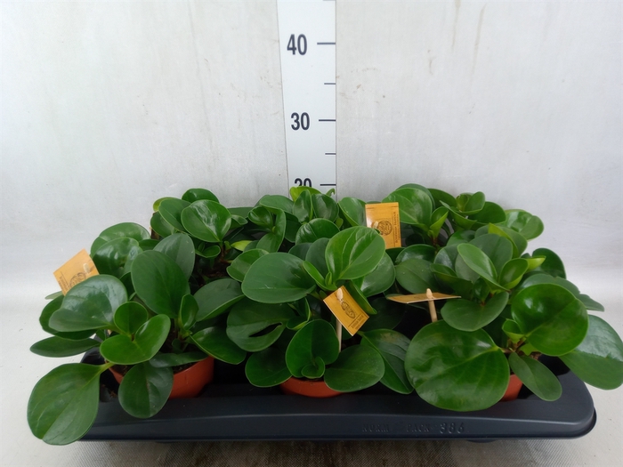 <h4>Peperomia obt. 'Green Gold'</h4>