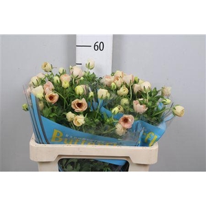 Ran Butterfly Melissa