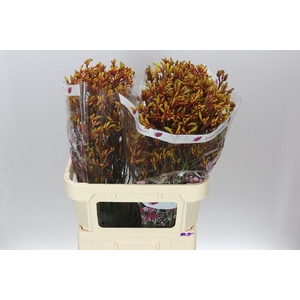 Anigozanthos Gold Fever