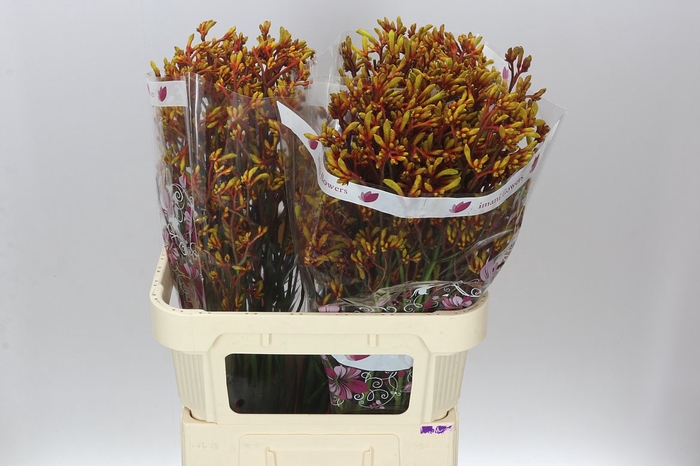 <h4>Anigozanthos Gold Fever</h4>