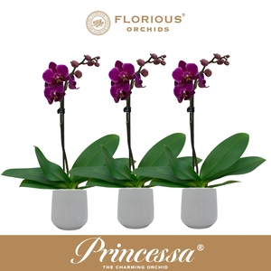 No9 Phalanopsis 1 Tak Paars+Deco