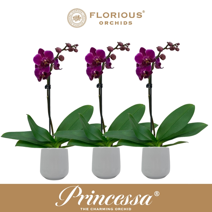 <h4>No9 Phalanopsis 1 Tak Paars+Deco</h4>