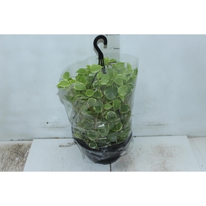 PEPEROMIA SCANDENS C21