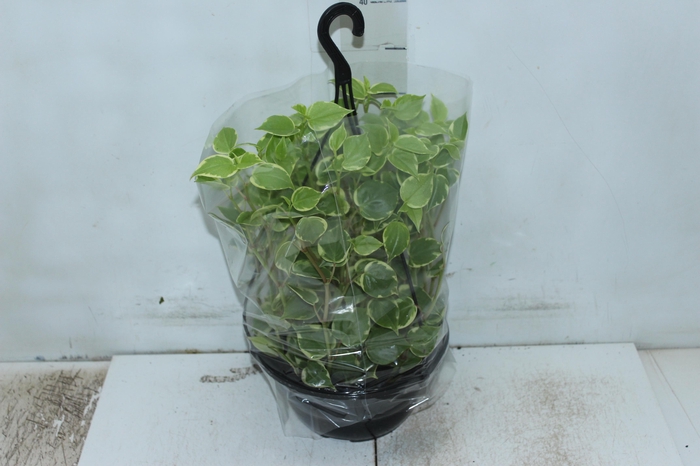 <h4>PEPEROMIA SCANDENS C21</h4>