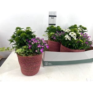 ARR TUINPLANTEN