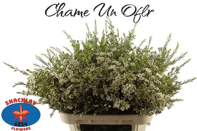 <h4>CHAME UN OFIR</h4>