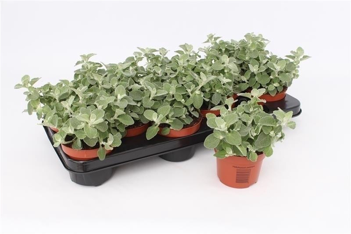 arr8 Helich Petiolare