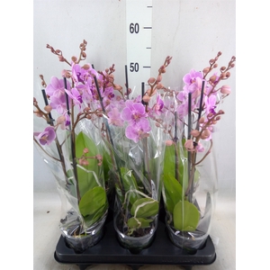 Phalaenopsis multi.   ...rose