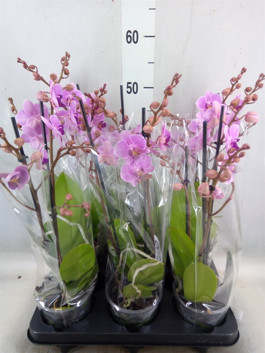 <h4>Phalaenopsis multi.   ...rose</h4>