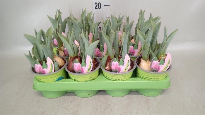 <h4>Tulipa   ...</h4>