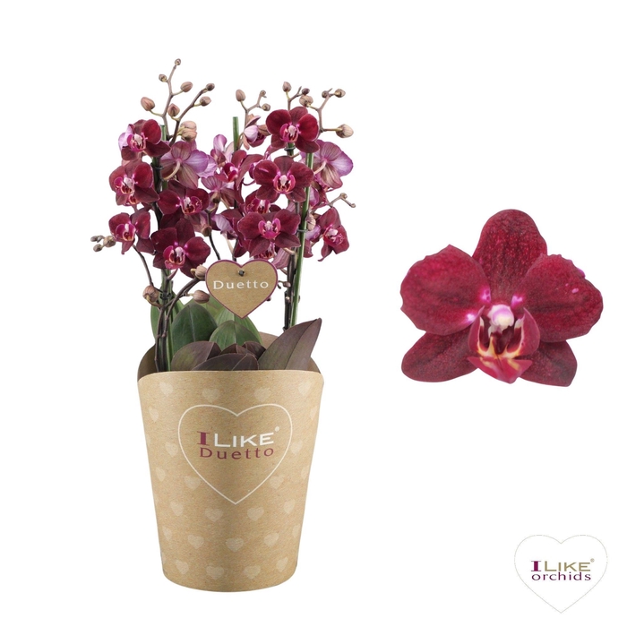 <h4>Duetto Multi - Cartagena 60+</h4>