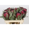 Protea Barbigera Ruby Princess Air