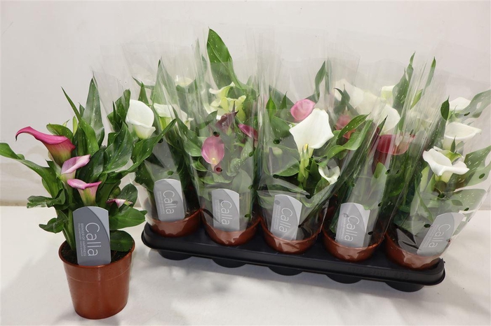 <h4>Zant Gem 3 Kl</h4>