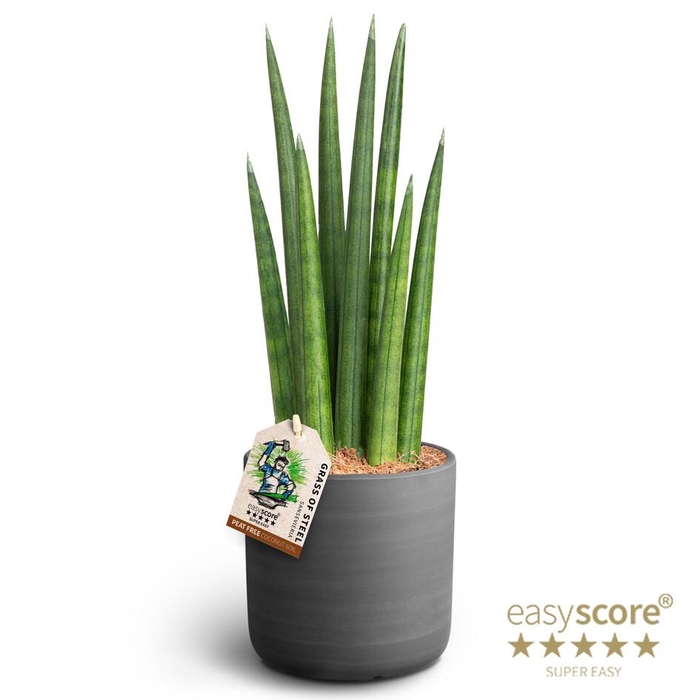 <h4>SANSEVIERIA CYLINDRICA P12</h4>