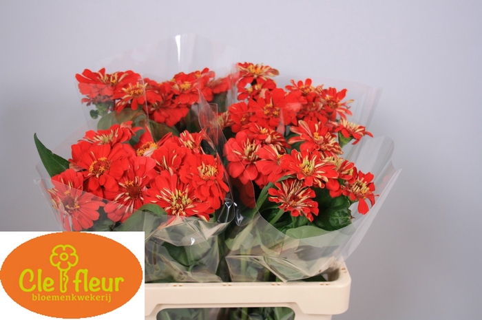 ZINNIA LILL RED