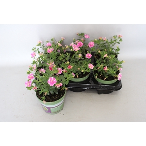 Calibrachoa Double Loopy Rose