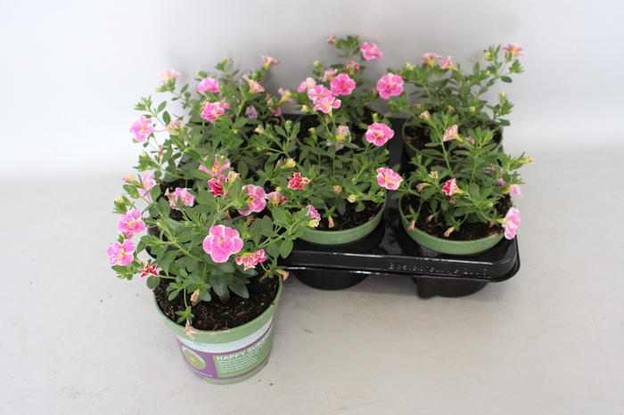 <h4>Calibrachoa Double Loopy Rose</h4>