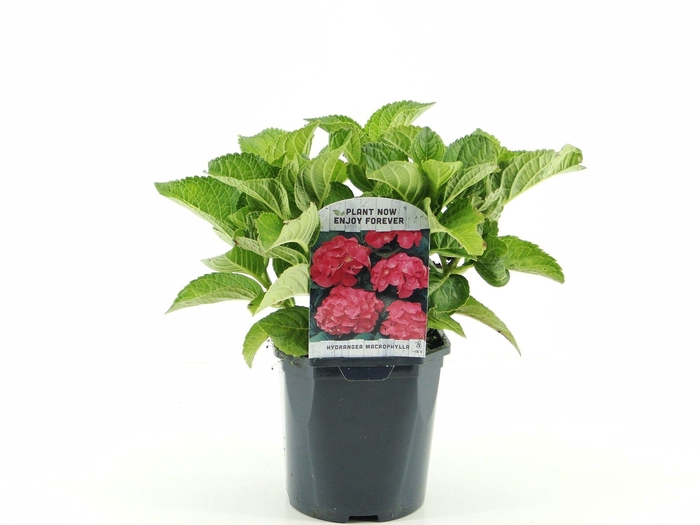 <h4>Hydrangea macr. rood</h4>