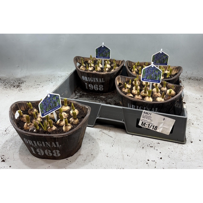 <h4>ARR MUSCARI</h4>