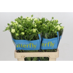 Ranunculus Butterfly Graces