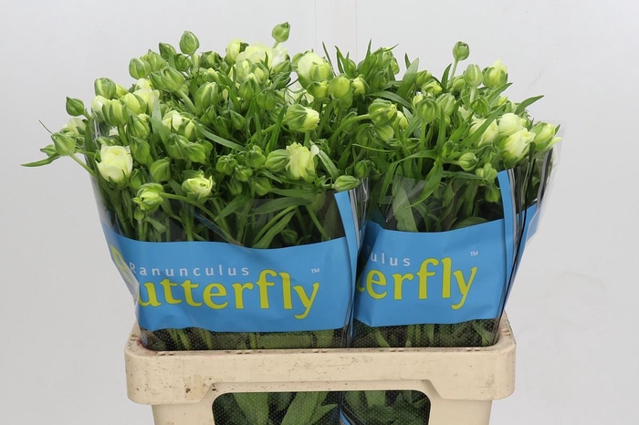 Ranunculus Butterfly Graces