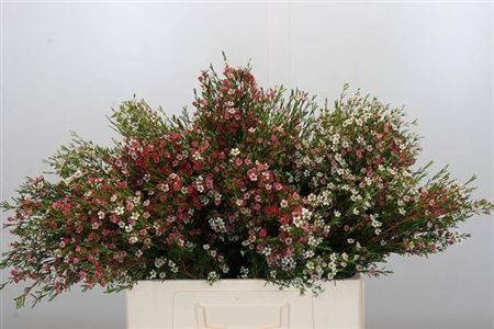 <h4>CHAMELAUCIUM MY SWEET 16</h4>
