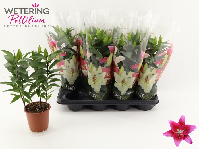 <h4>LIL OR SUNNY KEYS</h4>