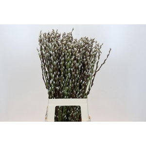 Salix Caprea Snow Flake Premium