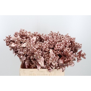 Hypericum Kl Bh Rose Goud