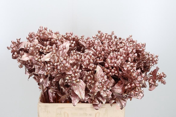 <h4>Hypericum Kl Bh Rose Goud</h4>