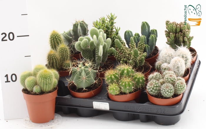 <h4>CACTUS GEM</h4>