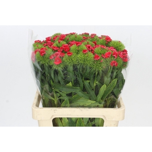 Dianthus Br Jolly