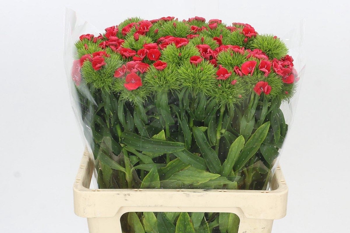 <h4>Dianthus Br Jolly</h4>