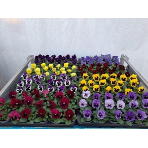 Viola wr. 'Delta'   ...mix