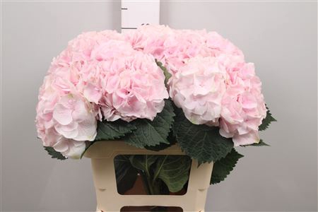 <h4>Hydr M My Pinktou Rz</h4>