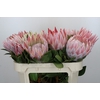 Protea Cynaroides
