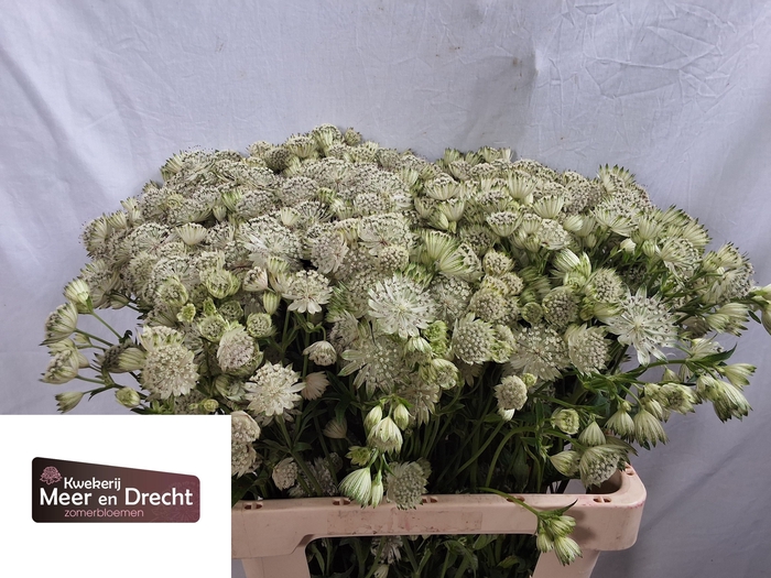 <h4>Astrantia Shaggy Meer en Drecht</h4>